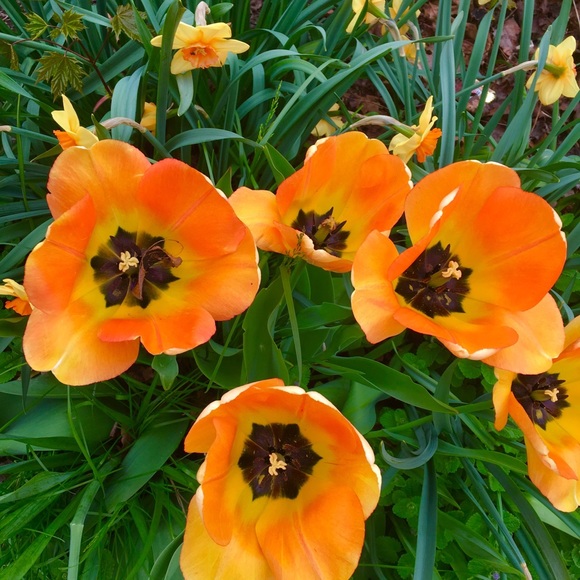 Meet your Posher gado_gado - Picture 2 of 10